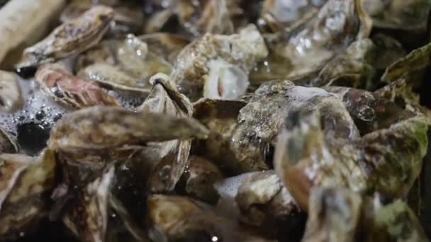 在鱼市的水族箱里放着新鲜牡蛎的特写视频 高质量的4K镜头 — 图库视频影像