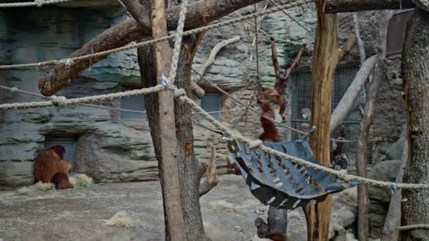 Bir Orangutan Ailesi Hayvanat Bahçesinin Etrafını Çevreleyen Iplere Tutunarak Oyun — Stok video