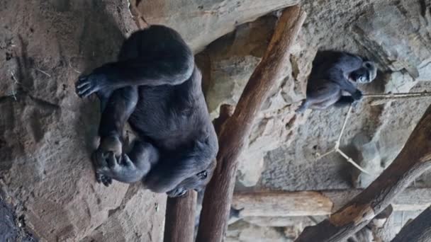Gorilla Adulto Giace Una Pietra Recinto Dello Zoo Gratta Zampa — Video Stock
