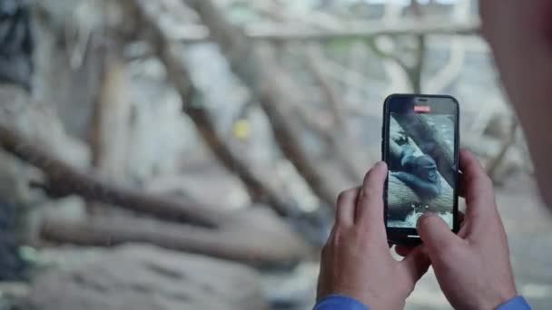 Hombre Toma Video Chimpancés Acostados Recinto Del Zoológico Teléfono Inteligente — Vídeos de Stock