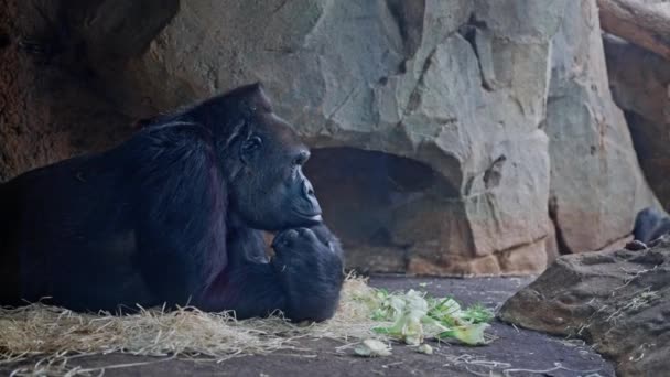 Ein Männlicher Gorilla Liegt Einem Gehege Auf Stroh Gegen Eine — Stockvideo