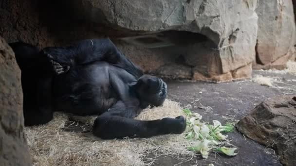 Dospělý Černý Gorila Ohradě Zoo Leží Gras Dívá Publikum — Stock video
