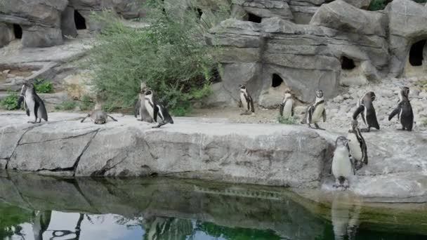 法兰克福动物园 一群企鹅站在岩石海岸上的一个池塘边 上面有树 — 图库视频影像
