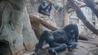 Yetişkin, komik bir goril hayvanat bahçesindeki bir taşın üzerinde yatar ve patisini kaşır. Video 4k
