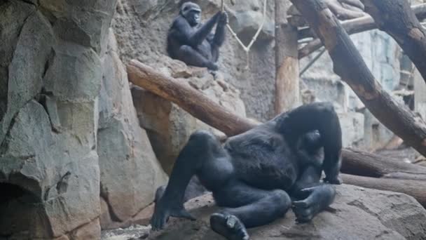 Ein Ausgewachsener Lustiger Gorilla Liegt Auf Einem Stein Einem Zoogehege — Stockvideo
