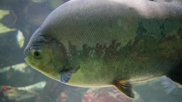 Κοντινό Βίντεο Ψάρια Πιράνχας Κολυμπούν Ενυδρείο Πράσινα Φύκια Στον Ζωολογικό — Αρχείο Βίντεο