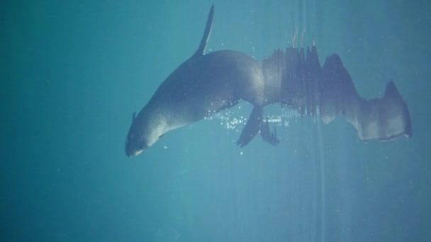 Deniz Aslanı Dalgalara Güzelce Yansıyarak Suyun Altında Döner Yüzer Ağır — Stok video