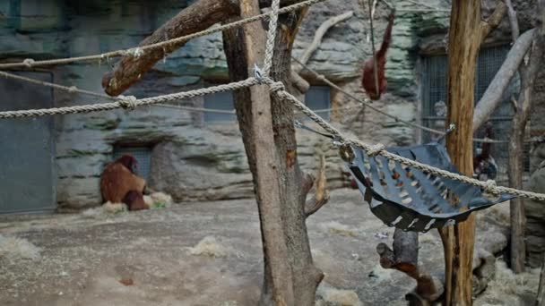Семья Орангутангов Играет Вольере Обезьяна Цепляется Веревки Вольере Зоопарка Понго — стоковое видео