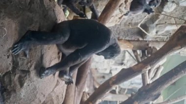 Hayvanat bahçesindeki bir gorilin yakın çekimi. Kameradan uzağa bakıyor ve kısaca objektife bakıyor. Dikey video. Yüksek kalite 4k görüntü