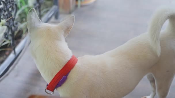 一只好奇的雪白狗 有着扭曲而可爱的尾巴 看着餐馆里的人 领口的白狗饶有兴致地看着咖啡店里的过路人 — 图库视频影像