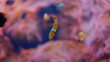 Renkli sağlıklı mercan resifinin üzerindeki şakayık balığında palyaço balığı. Nemo ve şakayık ile tüplü dalış mercan resifleri sahnesi. Yüksek kalite 4k görüntü