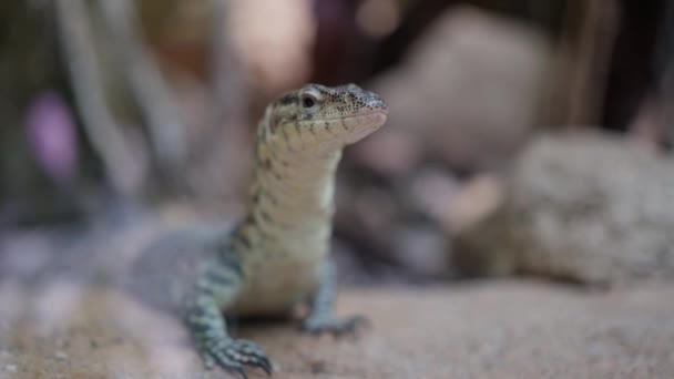 Petit Lézard Étendu Sur Des Pierres Reptile Dans Aquarium Francfort — Video