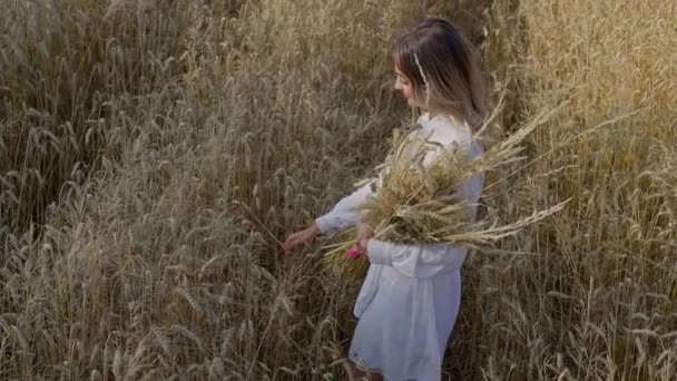 Beautiful Girl Ears Wheat Her Hands White Dress Wheat Field — Stock Video