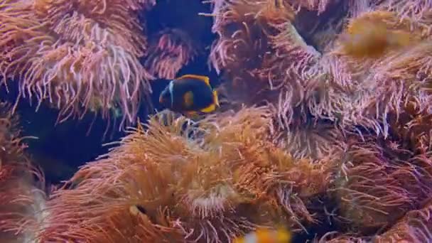 Payaso Acuario Sobre Colorido Arrecife Coral Sano Peces Bajo Agua — Vídeo de stock