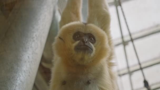Zbliżenie Małpy Filmowej Słodka Mała Czerwona Małpa Ujęcie Makro Zoo — Wideo stockowe