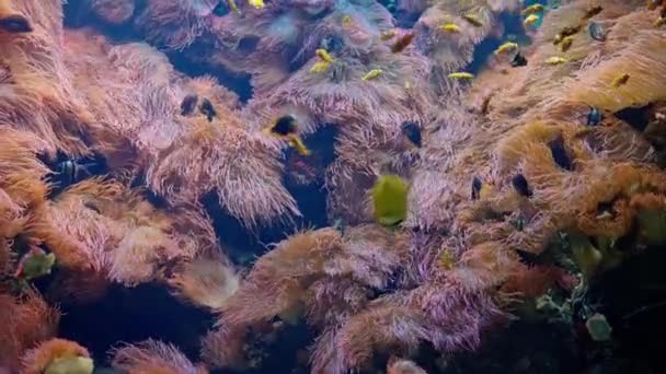 カラフルな健康的なサンゴ礁の上に 水族館でたくさんのクラウンフィッシュ 魚が水中にいる 高品質の4K映像 — ストック動画