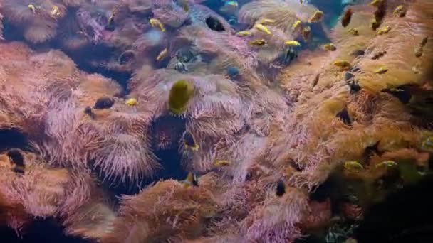 カラフルで赤いサンゴ礁に 水族館の魚がたくさんいます 海の植物とエキゾチックな魚の水中高品質の4K映像 — ストック動画