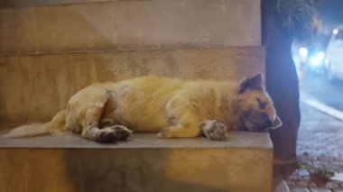 Evsiz bir hayvan, terk edilmiş bir köpek kalabalık bir sokakta uyuyor, başıboş bir köpek merdivenlerde yatıyor. İnsanlar geçiyor ve arabalar geçiyor. Yüksek kalite 4k görüntü