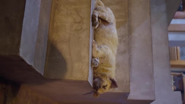 Ένα Αδέσποτο Σκυλί Που Κείτεται Στα Σκαλιά Νύχτα Ένα Πολυσύχναστο — Αρχείο Βίντεο