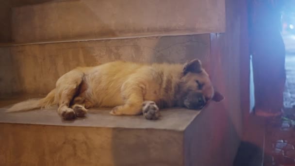 Εγκαταλελειμμένο Σκυλί Κοιμάται Νύχτα Πολυσύχναστο Δρόμο Άστεγο Κατοικίδιο Αδέσποτο Σκυλί — Αρχείο Βίντεο