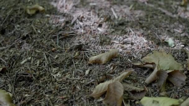 Ein Ameisenhaufen Mit Einer Ameisenkolonie Großaufnahme Ein Ameisenhaufen Einem Nadelwald — Stockvideo