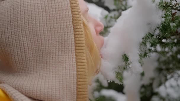 冬の森で木の枝から雪を食べる大人の女の子のクローズアップ 冬の散歩で雪を味わう若い女性の肖像画 スローモーション — ストック動画