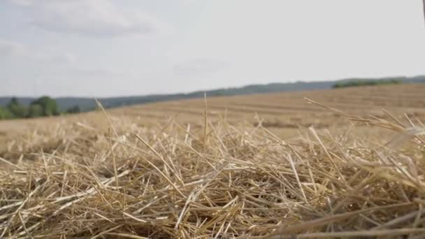 明るいストローを閉じる 田舎の農場でストロー フィールドにドライストロー 昇る太陽の光線で乾燥した草 フィールドハイスタックの風景 夏の田園風景 スローモーション 高品質4Kについて — ストック動画
