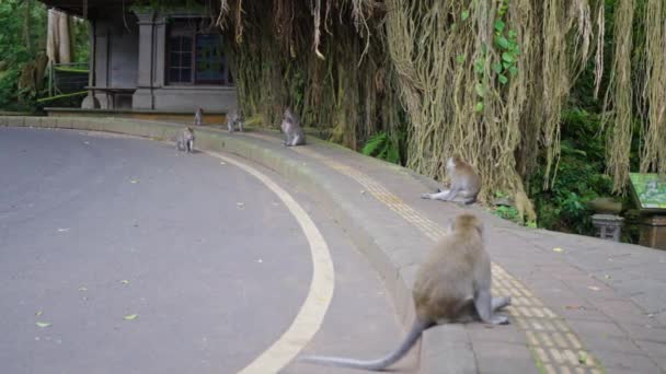 Opice Kraji Silnice Obklopené Rostlinami Banda Opic Vidět Sedí Silnice — Stock video