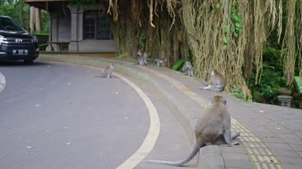 路边的猴子 被植物环绕着 一群猴子坐在路边 在植物和树木中间 路面是沥青做的 印度尼西亚巴厘 慢动作4K — 图库视频影像