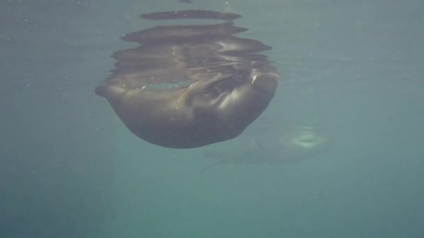 一种有鳍和海豹的海洋哺乳动物 优雅地在流动的水下环境中游泳和航行 一只海豹在动物园里游泳 高质量的4K镜头 — 图库视频影像