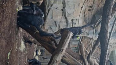 Hayvanat bahçelerindeki siyah şempanzeler ağaçlara atlayıp halka bakıyorlar. Dikey video. Yüksek kalite 4k görüntü