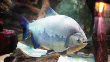 Arkasından piranha balıklarını akvaryum tankında yavaşça suyun altında yüzdürün. Bu vatozlanmış deniz yaratığı deniz biyolojisinin güzelliğini gösteriyor. Yüksek kalite 4k görüntü