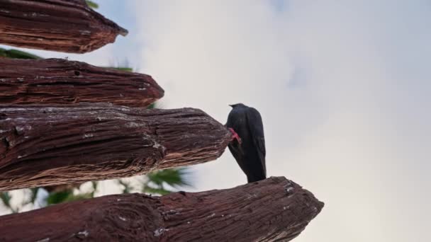 Голубь Летит Деревянного Забора Крышу Церкви Замедленная Съемка Черная Птица — стоковое видео