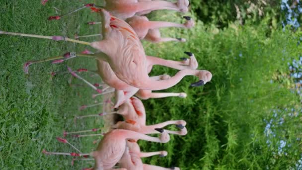 フランクフルトにある動物園 彼らのユニークなビークが付いているピンクの炎症のグループは 緑豊かな草原に優雅に立って 地上生息地への適応を示しています スローモーション 垂直ビデオ — ストック動画