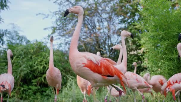 Группа Розовых Фламинго Своими Уникальными Клювами Грациозно Стоит Пышных Лугах — стоковое видео