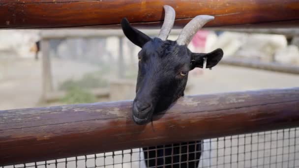 Eine Schwarze Ziege Nutzt Ihre Schnauze Durch Einen Holzzaun Forschen — Stockvideo