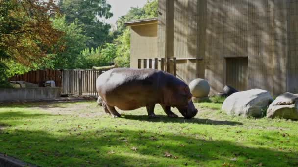 Земное Животное Бегемот Пасётся Траве Зоопарке Морда Занята Поеданием Земли — стоковое видео