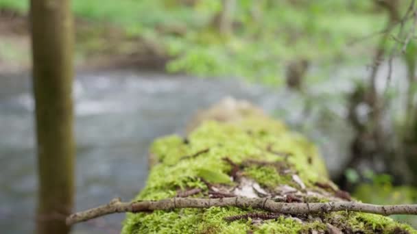 Närbild Mossbelagd Trädstam Naturlandskap Landlevande Växt Stam Täckt Mossa Smälter — Stockvideo