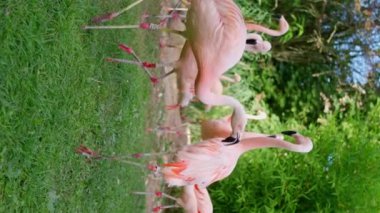 Pembe egzotik flamingo damat çiftliği. Kuşlar kendini cennet gibi temizler. Zarif Phoenicopteridae grubu. Kaşıntılı göl habitatı. Ağır çekim. Dikey video. 4k
