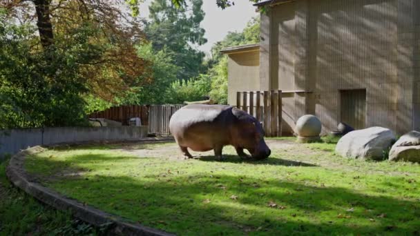 Animal Terrestre Hipopótamo Está Pastando Sobre Hierba Recinto Zoológico Hocico — Vídeo de stock