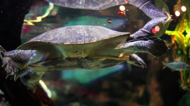 Eine Chelonoidis Schildkröte Schwimmt Anmutig Wasserbecken Neben Fischen Und Zeigt — Stockvideo
