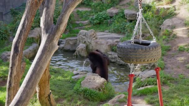 Urso Rio Brincando Água Fria Jovem Urso Pardo Jogar Zoológico — Vídeo de Stock