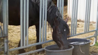 Bir karasal hayvan, bir at, kafesin içindeki metal kovadan su içerken görülüyor. Yavaş çekim 4k