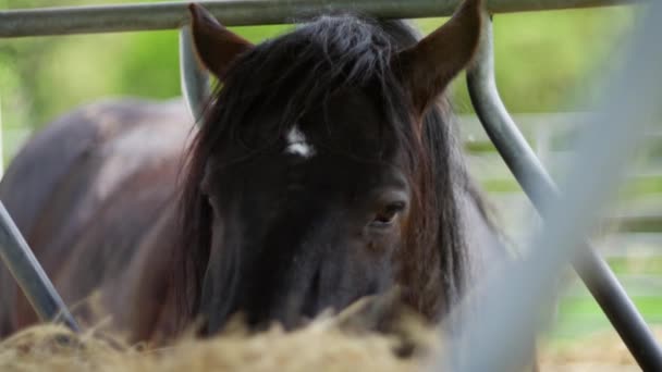 一个陆生动物 一匹马 被看到就在栅栏后面 吃着干草 大型哺乳动物是一种工作的动物 正在享受它的食物 慢动作4K — 图库视频影像