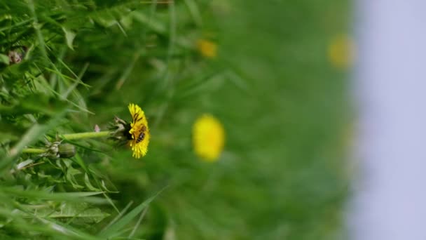 Frumoasă Iarbă Păpădie Înflorire Albinele Colectează Polen Nectar Miere Din — Videoclip de stoc
