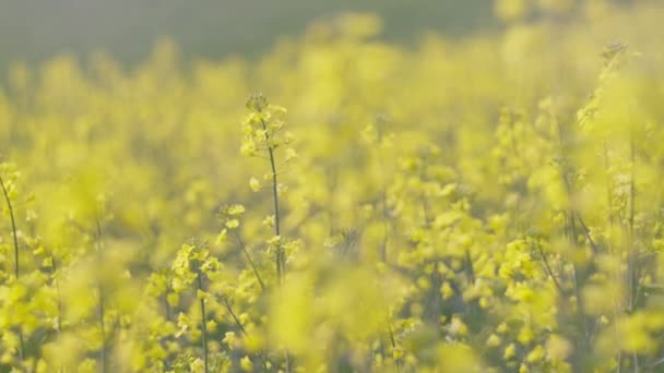 Gelbe Blütenraps Rapsfelder Schöne Blühende Rapsfelder Blauer Himmel Frühling Zeitlupe Stockvideo