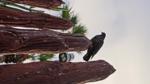Eine Taube Auf Einem Holzzaun Zeitlupe Ein Schwarzer Vogel Thront Stock-Filmmaterial