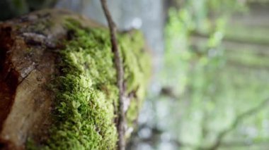 Mosscovered ağaç gövdesine yakın doğal manzara. Yosun kaplı bir karasal bitki gövdesi doğal ortama karışıyor. Arka planda bir dağ nehri var. Dikey görünüm 4k