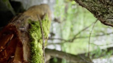 Mosscovered ağaç gövdesine yakın doğal manzara. Yosun kaplı bir karasal bitki gövdesi doğal ortama karışıyor. Arka planda bir dağ nehri var. Dikey görünüm 4k