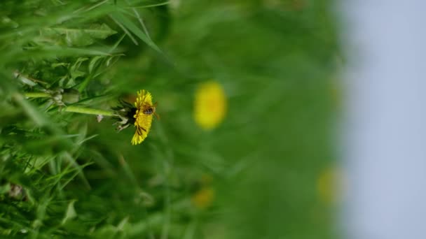 Güzel Çiçekli Karahindiba Otları Arılar Sarı Çiçeklerden Polen Nektar Bal — Stok video
